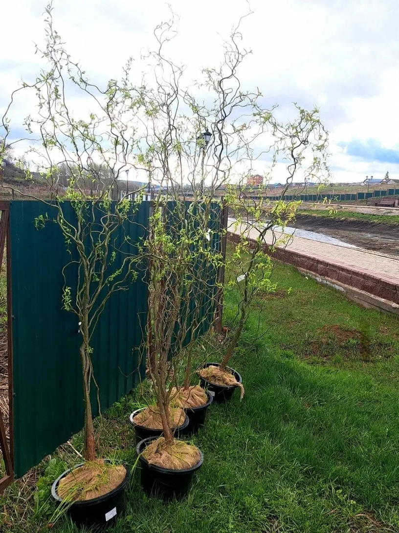 "Хәтер бакчасы" акциясенә тылда да, фронтта да кушылдылар