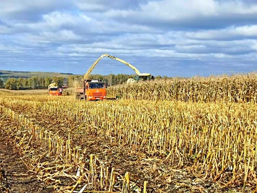 Мал азыгы уңды, дип сөенерлек