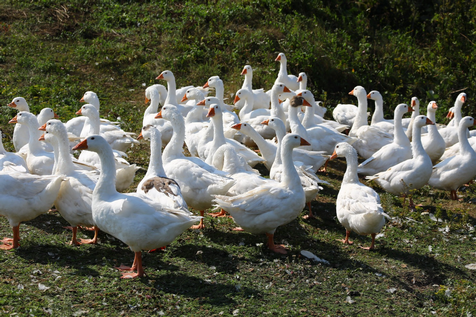 В Казахстане из башкирских яиц выведут гусят