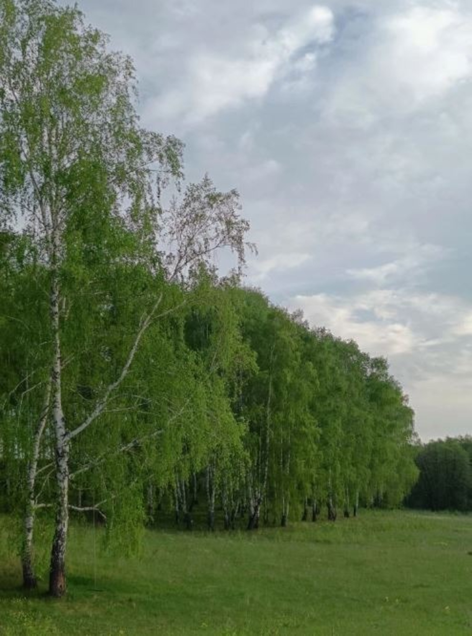 В России создали новую вакцину против аллергии на пыльцу березы