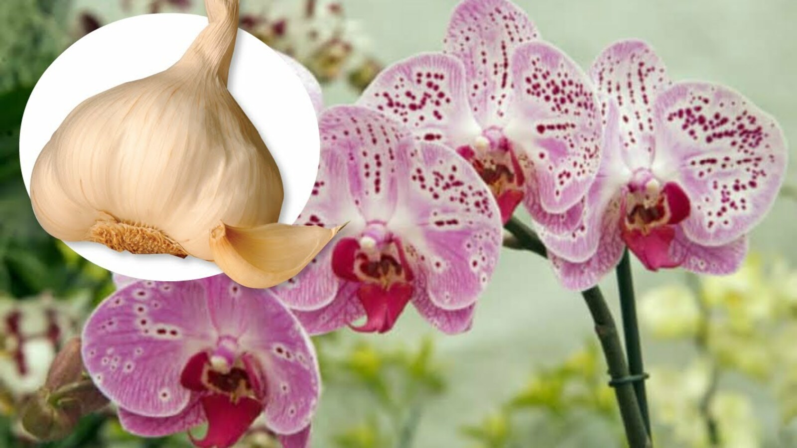 Орхидеяга сарымсаклы су