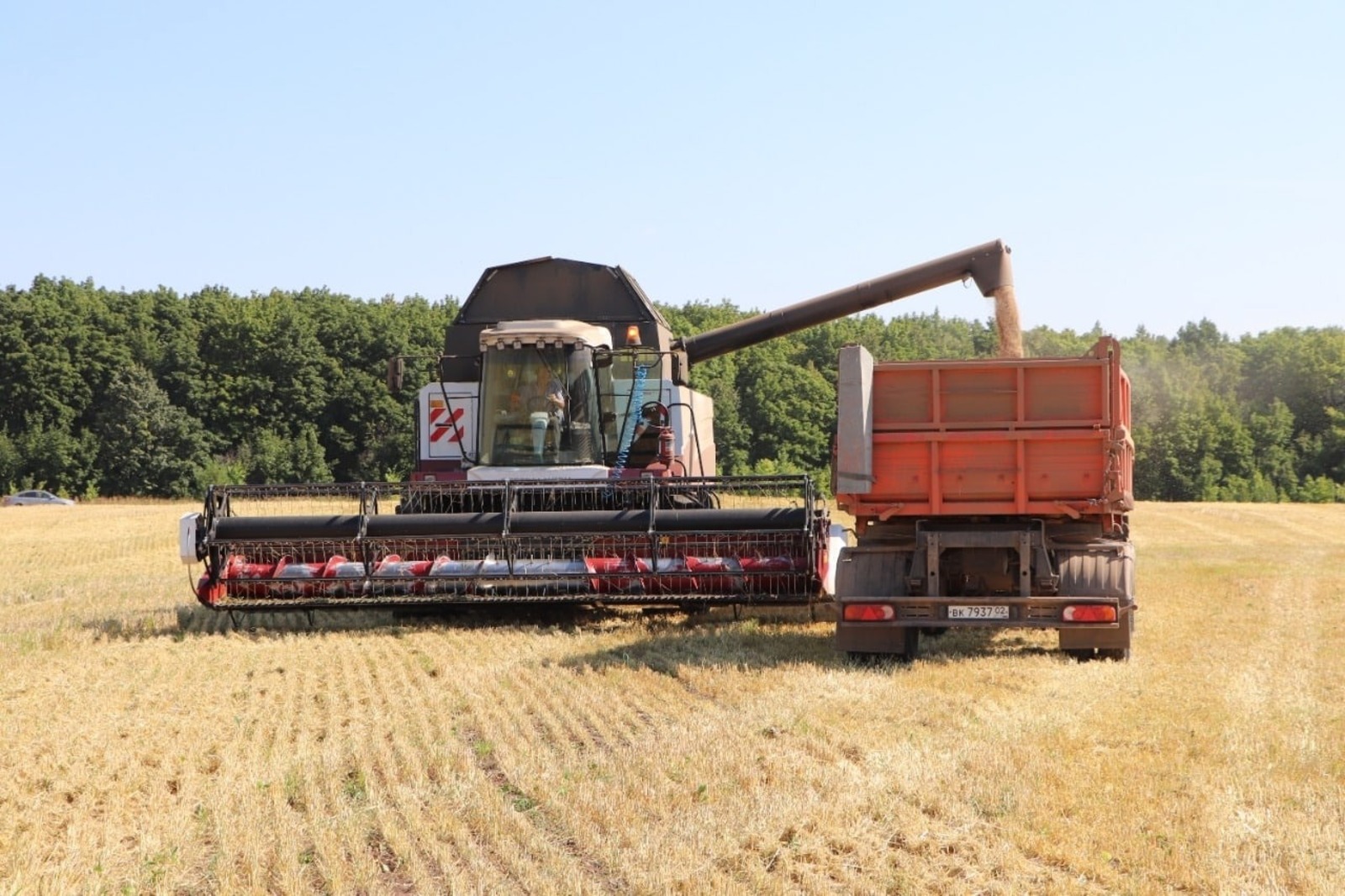 Бөртеген дә югалтмыча җыеп алырга