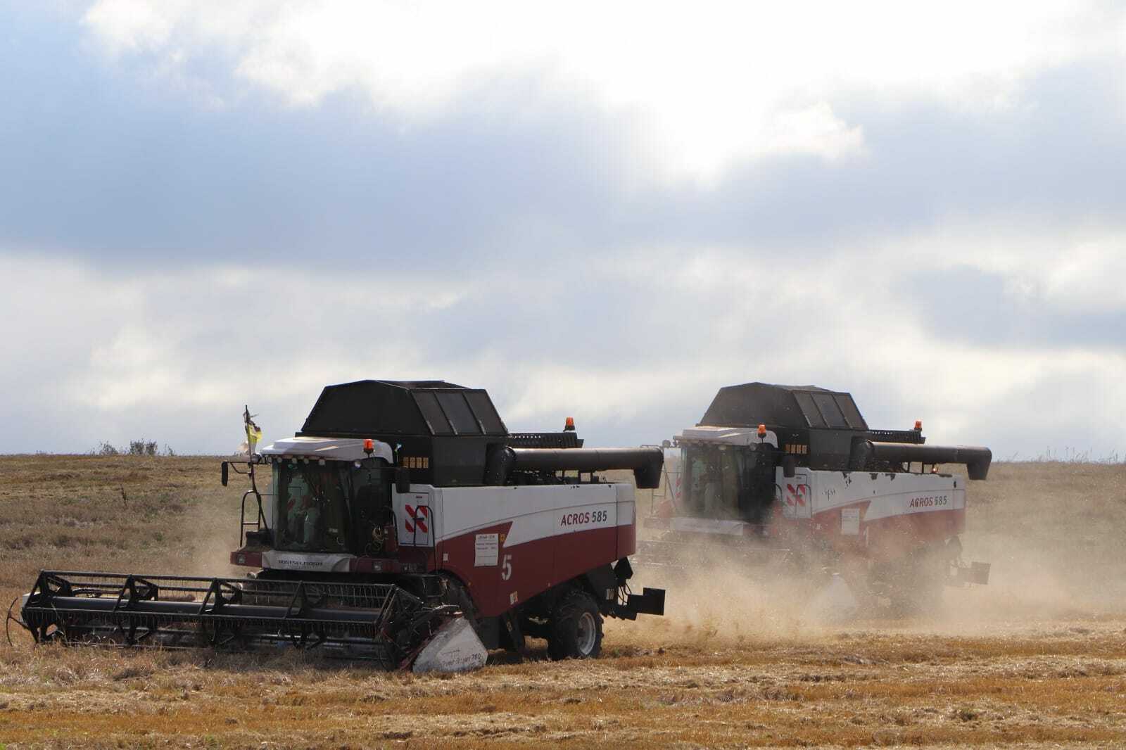 Районыбызда кызу урак өсте