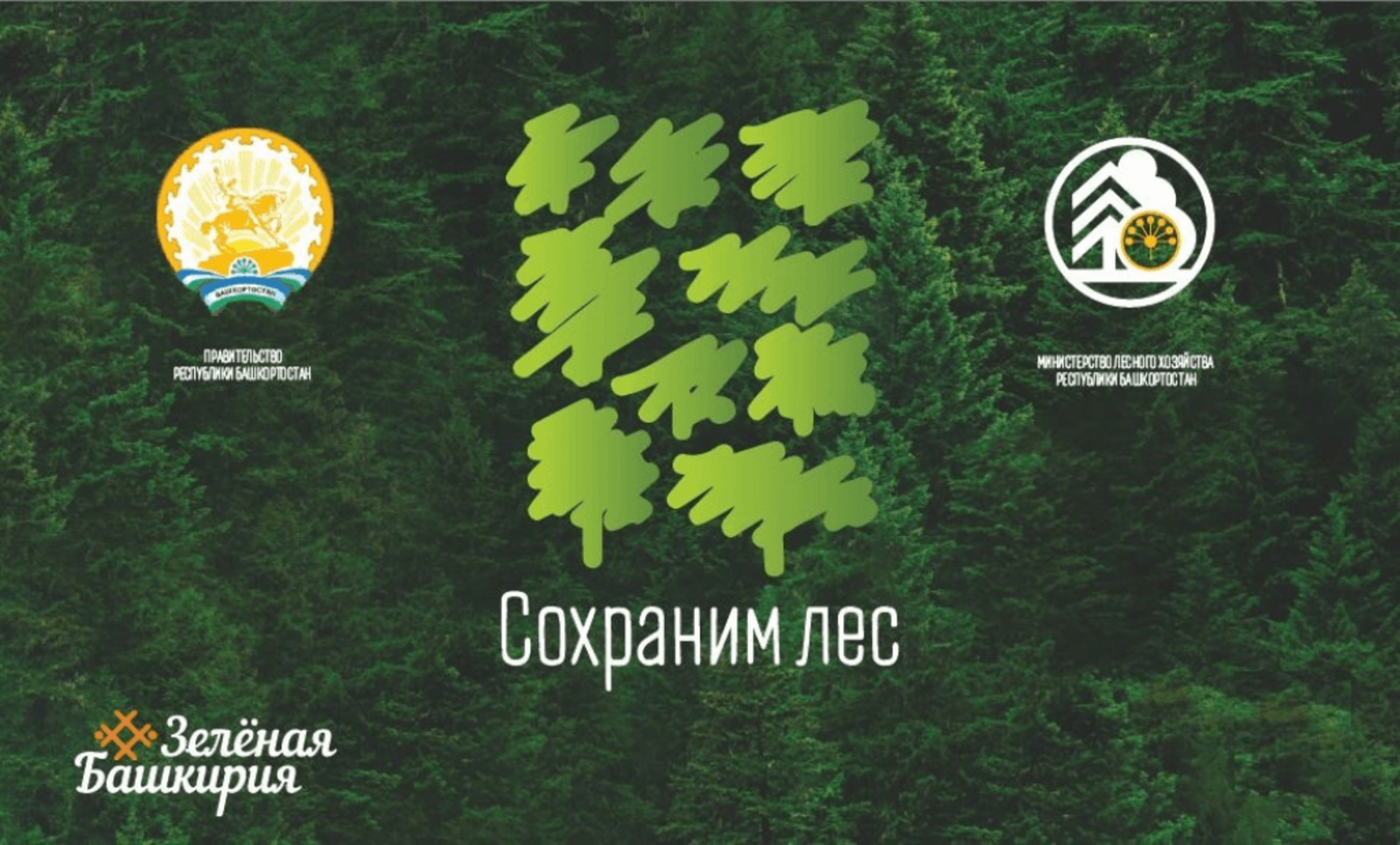 В рамках Всероссийской акции «Сохраним лес» башкирские лесоводы высадят 300 тысяч новых деревьев????